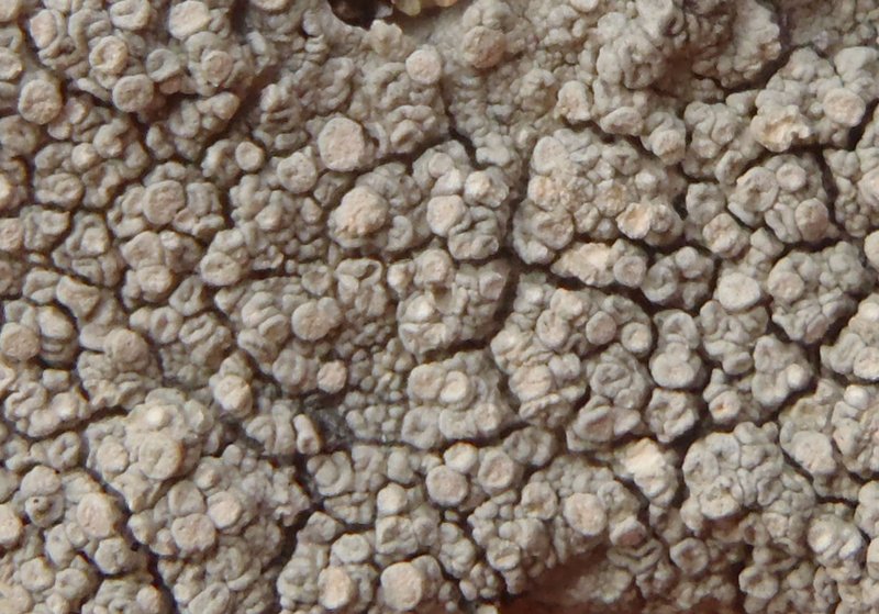 Pertusaria velata