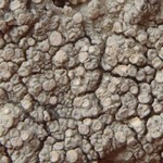 Pertusaria velata