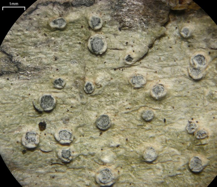 Pertusaria waghornei