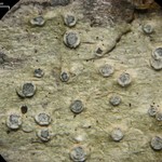 Pertusaria waghornei