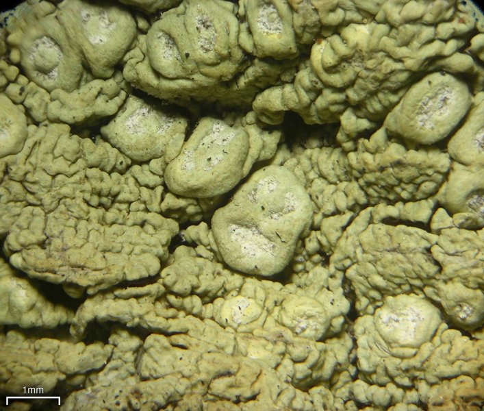 Pertusaria wulfenioides
