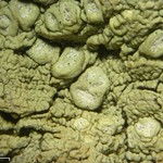 Pertusaria wulfenioides