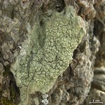 Pertusaria wulfenioides