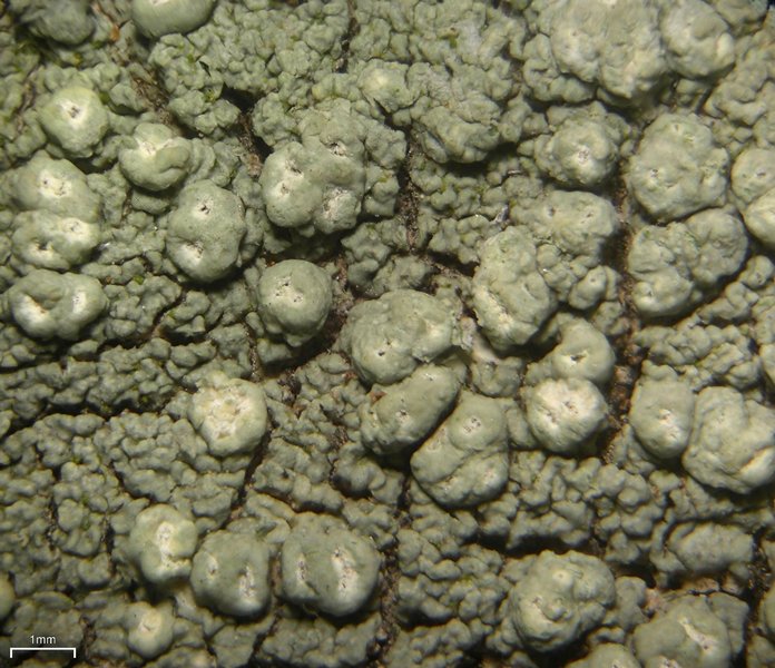 Pertusaria wulfenioides