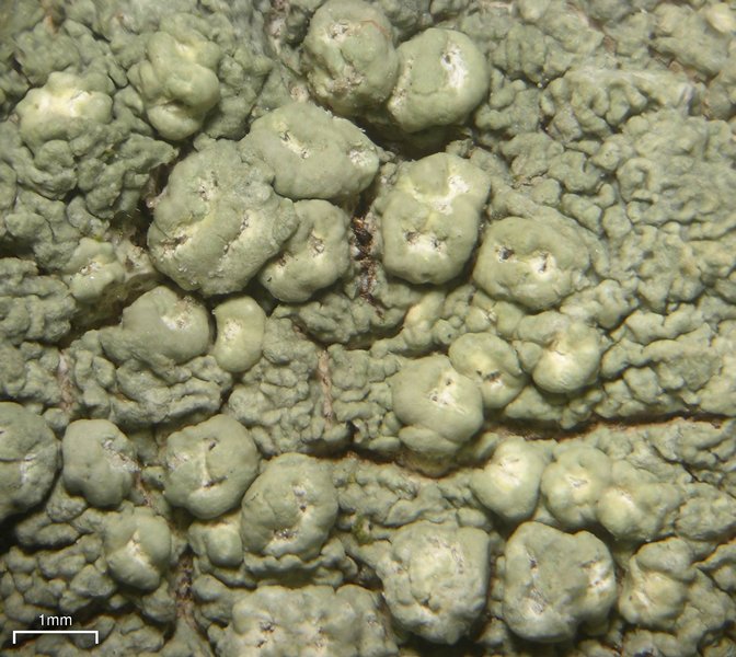 Pertusaria wulfenioides
