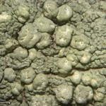 Pertusaria wulfenioides