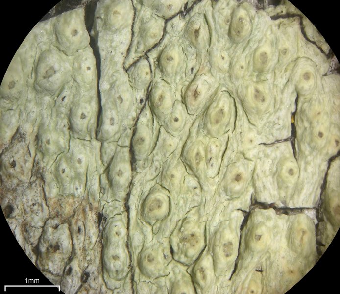Pertusaria xanthodes