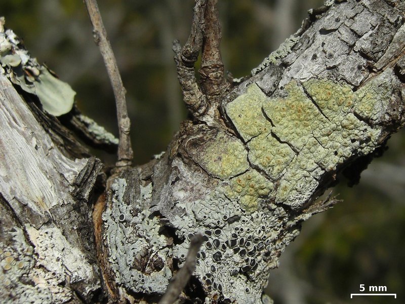 Pertusaria xanthodes