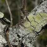 Pertusaria xanthodes
