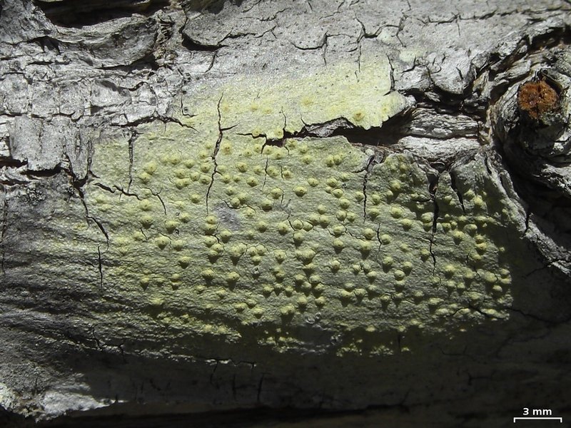 Pertusaria xanthodes