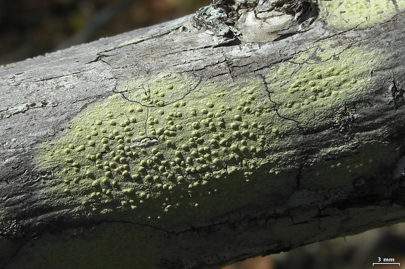 Pertusaria xanthodes