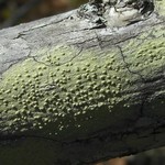 Pertusaria xanthodes