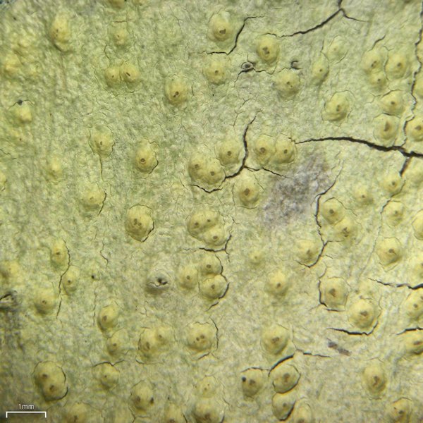 Pertusaria xanthodes