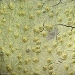 Pertusaria xanthodes