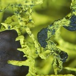Phacopsis vulpina