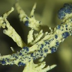 Phacopsis vulpina
