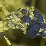 Phacopsis vulpina