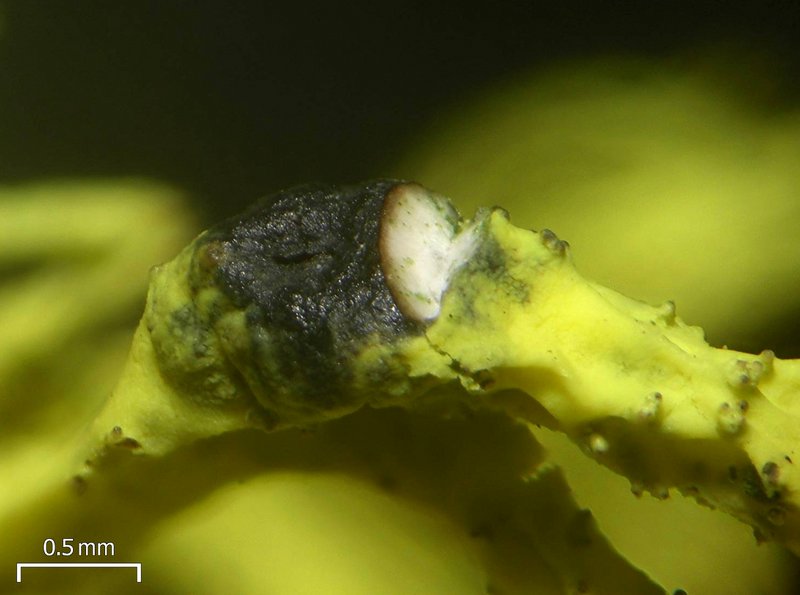 Phacopsis vulpina