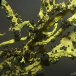 Phacopsis vulpina