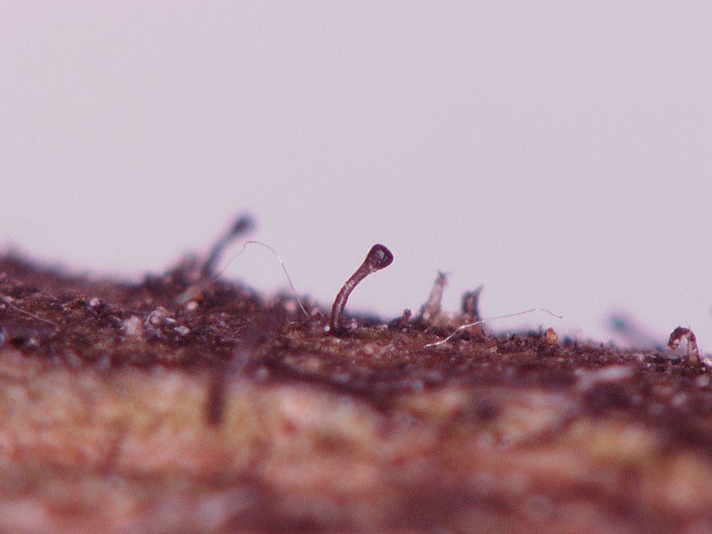 Phaeocalicium curtisii