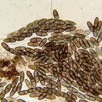 Phaeocalicium populneum