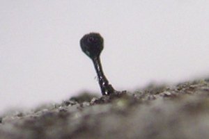 Phaeocalicium populneum