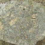 Phaeographis inusta