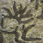 Phaeographis inusta