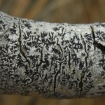 Phaeographis inusta