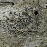 Phaeographis inusta