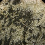 Phaeographis inusta