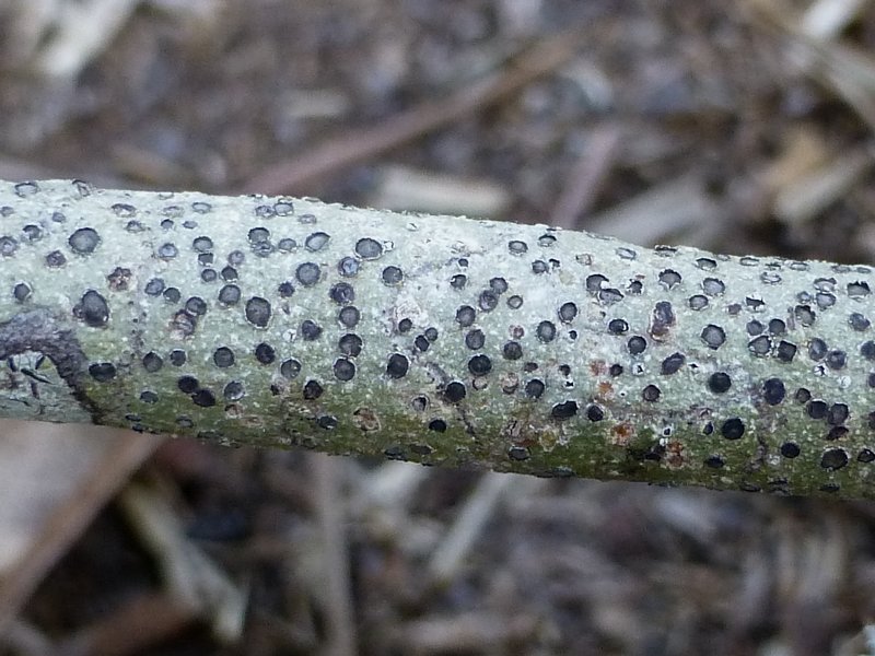 Phaeographis lobata