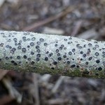 Phaeographis lobata