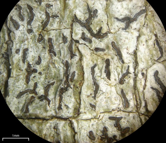 Phaeographis multicolor