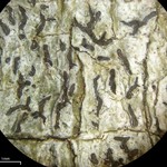 Phaeographis multicolor