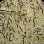 Phaeographis multicolor