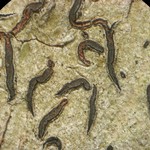 Phaeographis multicolor