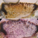 Phaeographis multicolor