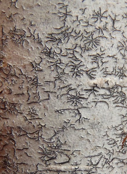 Phaeographis smithii