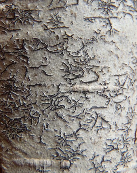 Phaeographis smithii