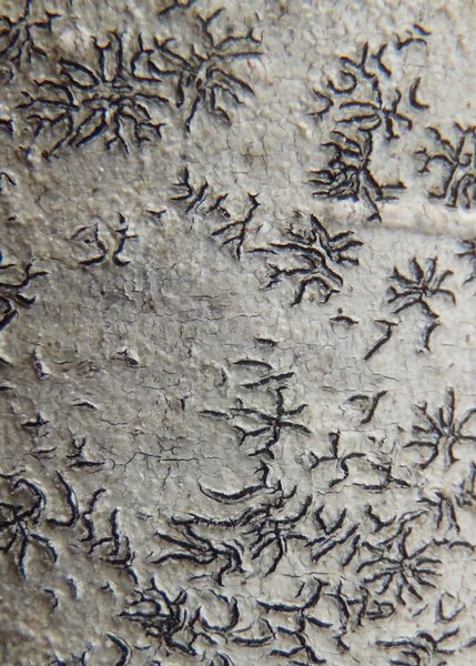 Phaeographis smithii