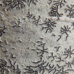 Phaeographis smithii