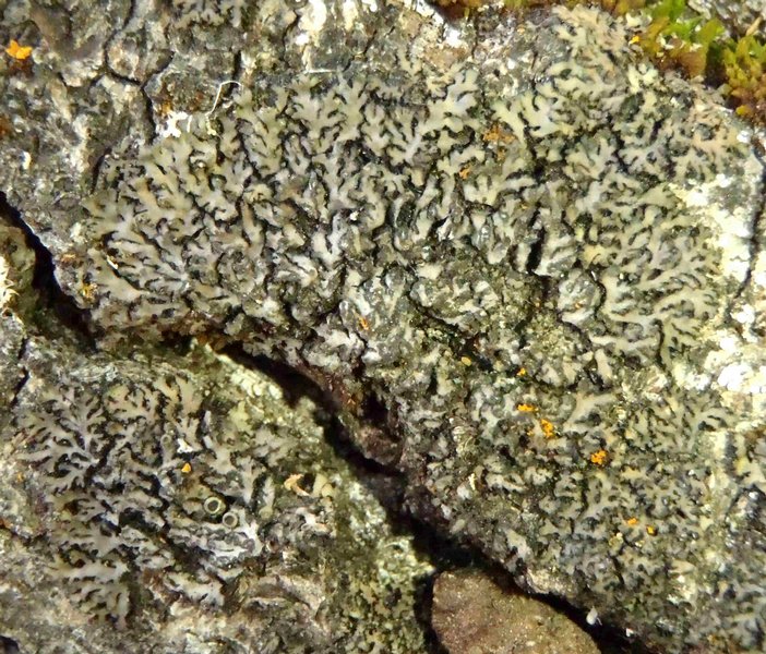 Phaeophyscia adiastola