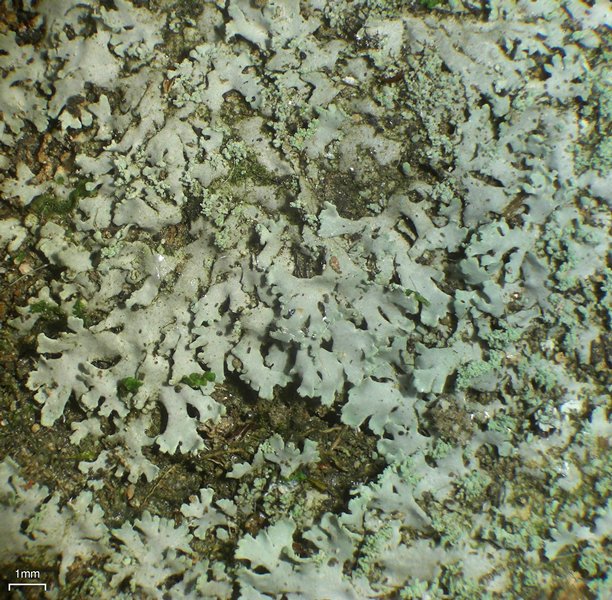 Phaeophyscia adiastola