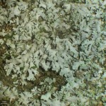 Phaeophyscia adiastola