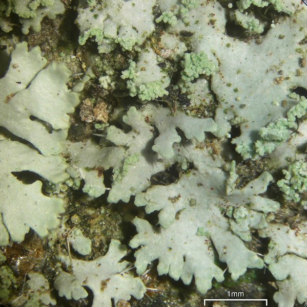 Phaeophyscia adiastola