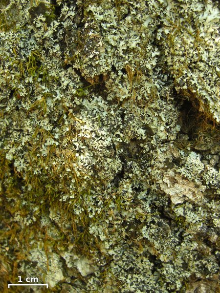 Phaeophyscia adiastola