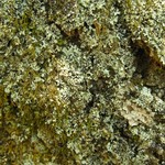 Phaeophyscia adiastola