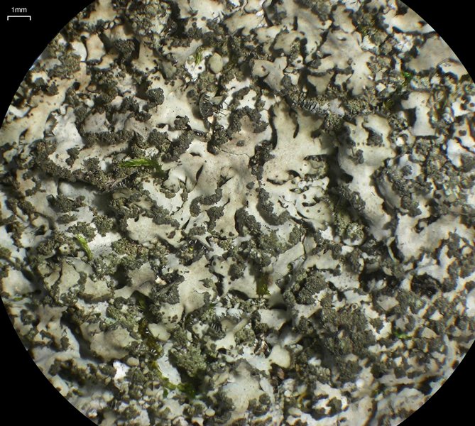 Phaeophyscia adiastola