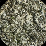 Phaeophyscia adiastola